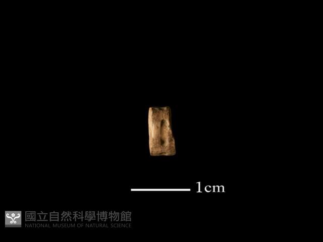 魚骨珠藏品圖，第1張