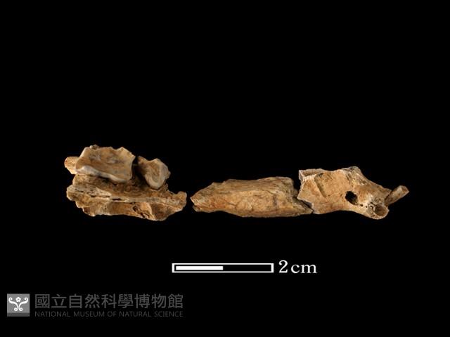 獾骨藏品圖，第2張