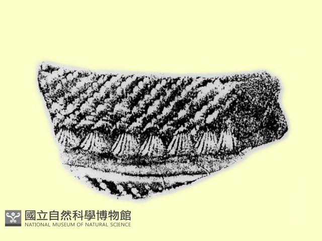 陶片藏品圖，第2張
