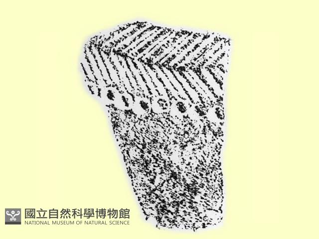 陶片藏品圖，第1張