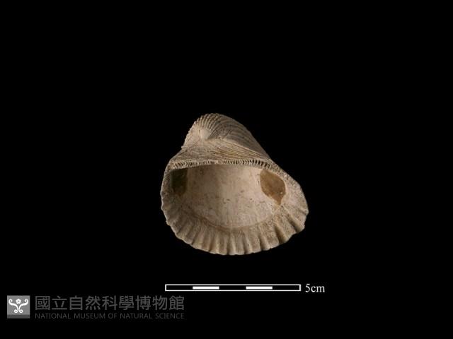 血蚶藏品圖，第2張