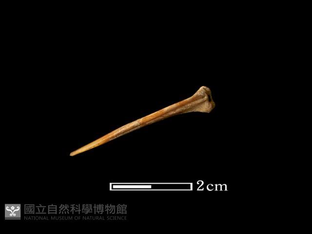 魚骨藏品圖，第1張