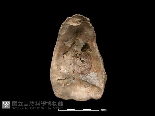 大牡蠣藏品圖，第2張