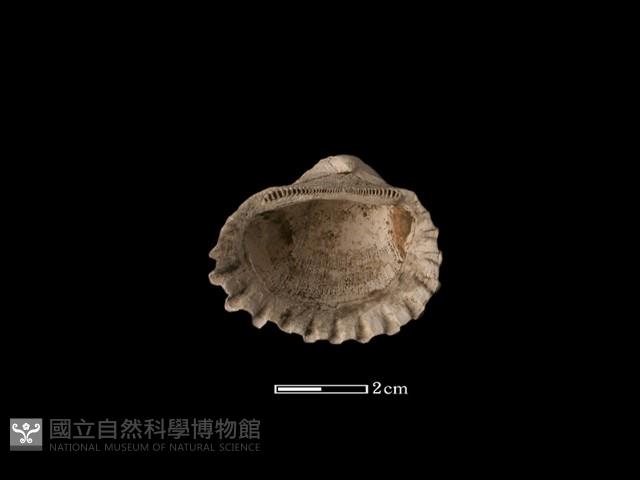 血蚶藏品圖，第1張