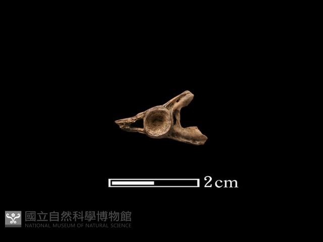 魚骨藏品圖，第1張
