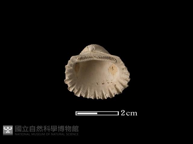 血蚶藏品圖，第2張