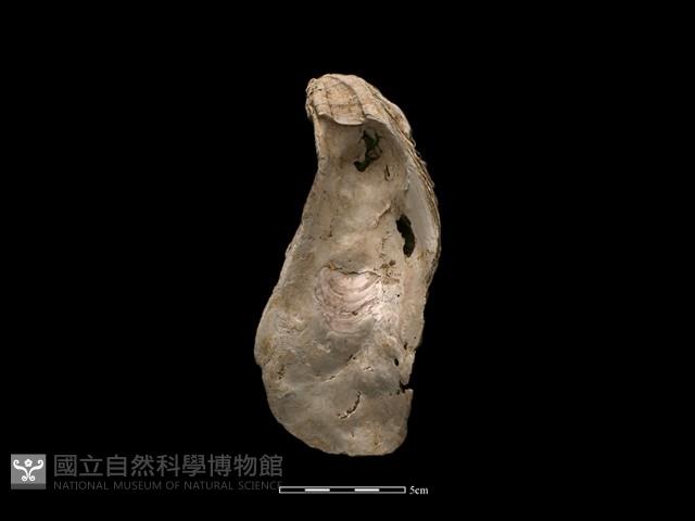 大牡蠣藏品圖，第1張