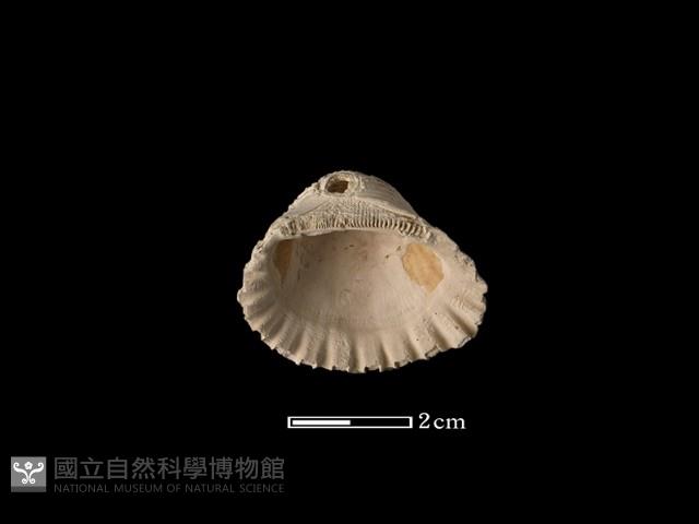 血蚶藏品圖，第2張