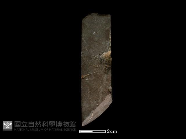 錛鑿形器藏品圖，第2張
