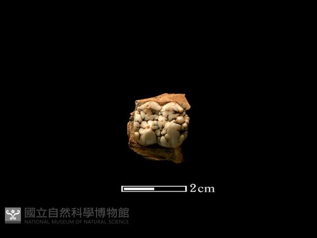 豬骨藏品圖，第2張