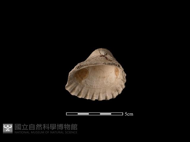 血蚶藏品圖，第1張