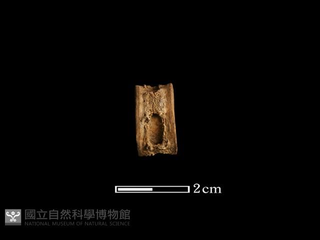 魚骨珠藏品圖，第1張