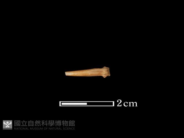 魚骨藏品圖，第2張