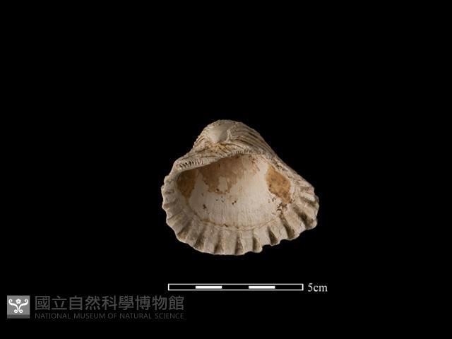 血蚶藏品圖，第2張