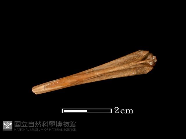 魚骨藏品圖，第1張