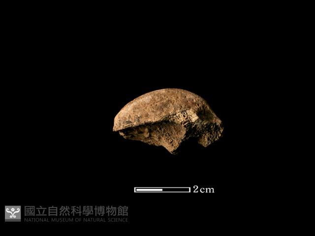 鹿骨藏品圖，第2張