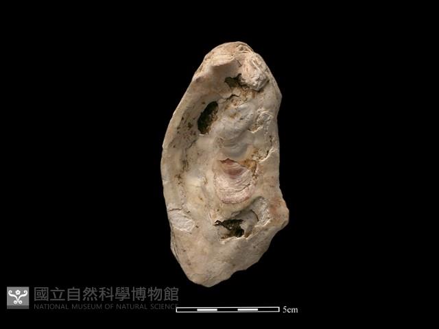 大牡蠣藏品圖，第1張