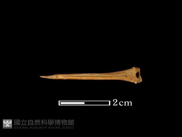 魚骨藏品圖，第2張
