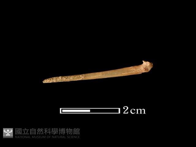 魚骨藏品圖，第2張