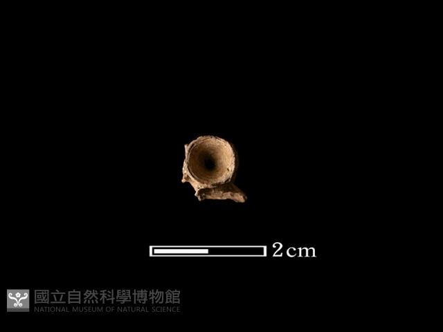 魚骨藏品圖，第1張