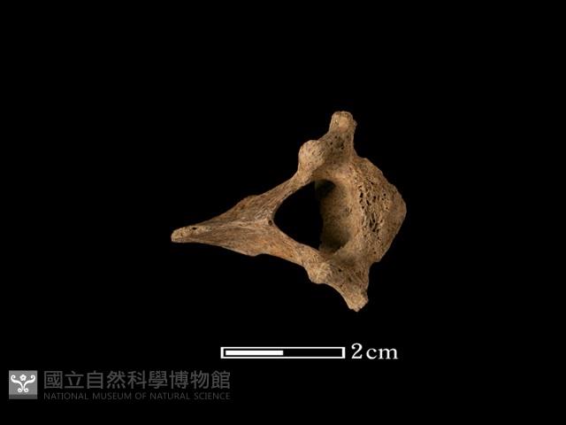 羌骨藏品圖，第2張