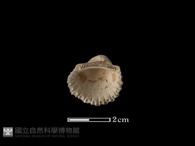 血蚶藏品圖，第1張
