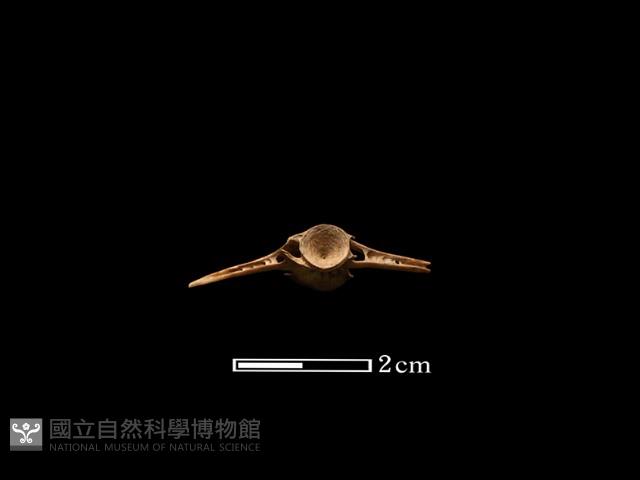 魚骨藏品圖，第2張