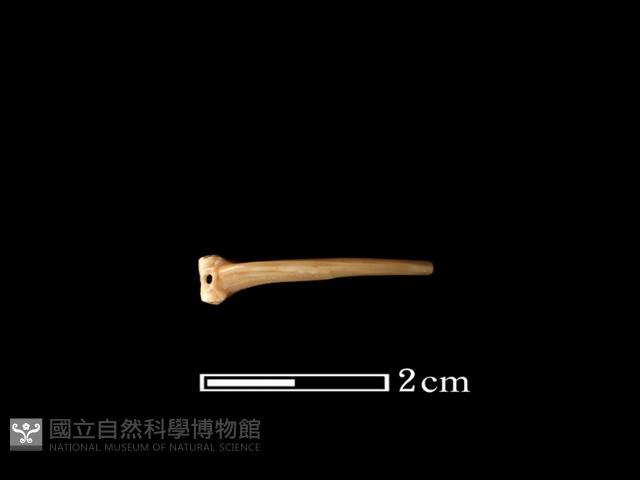 魚骨藏品圖，第1張