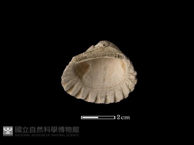 血蚶藏品圖，第1張