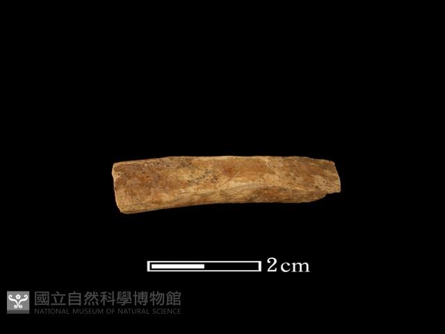鹿骨藏品圖，第1張