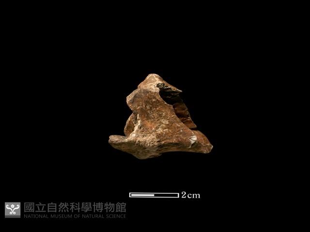 鹿骨藏品圖，第2張