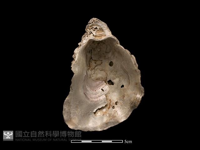 大牡蠣藏品圖，第2張