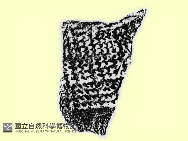 陶片藏品圖，第2張