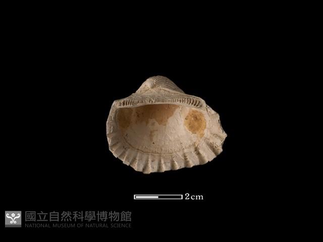血蚶藏品圖，第1張