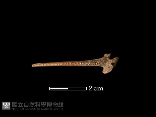 魚骨藏品圖，第2張