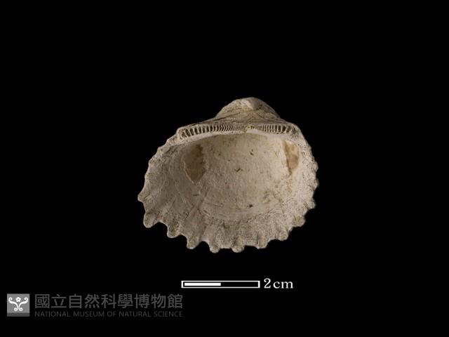 血蚶藏品圖，第1張