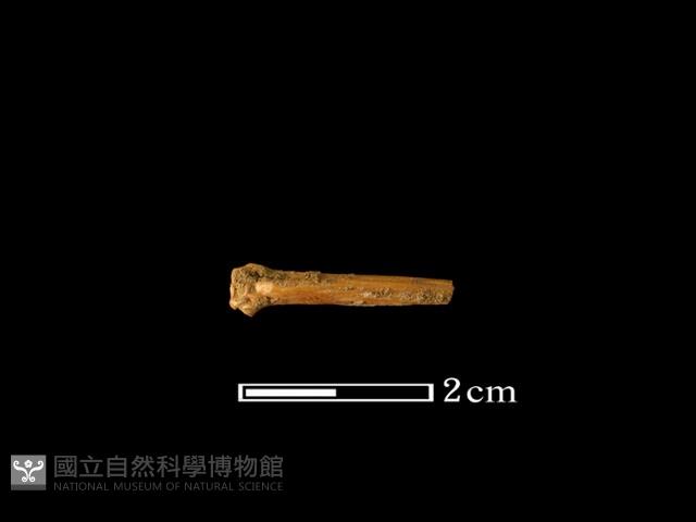 魚骨藏品圖，第2張