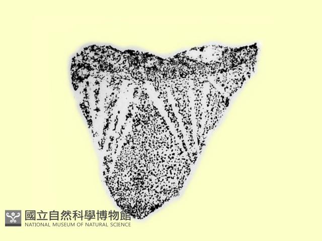 陶片藏品圖，第1張