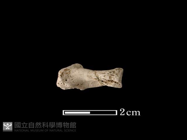 獾骨藏品圖，第1張