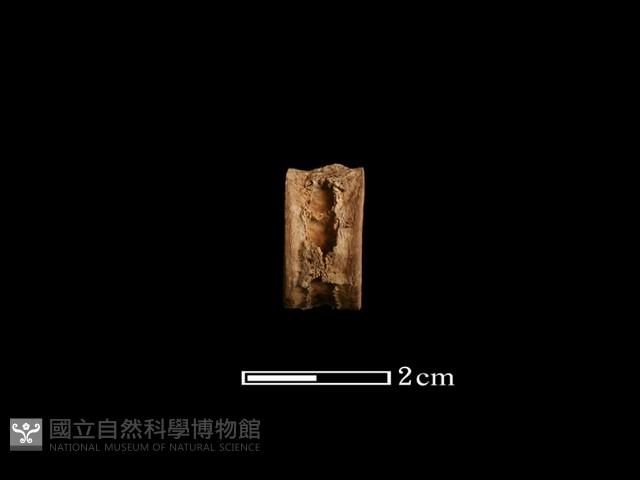 魚骨珠藏品圖，第2張
