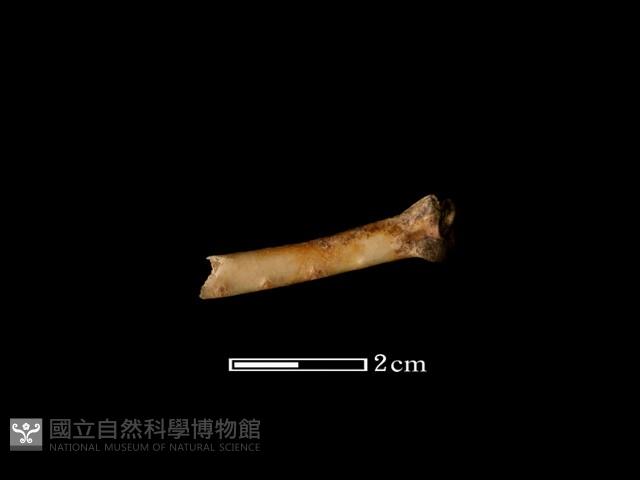 環頸雉藏品圖，第1張