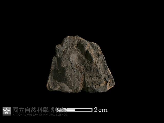 紡輪藏品圖，第2張
