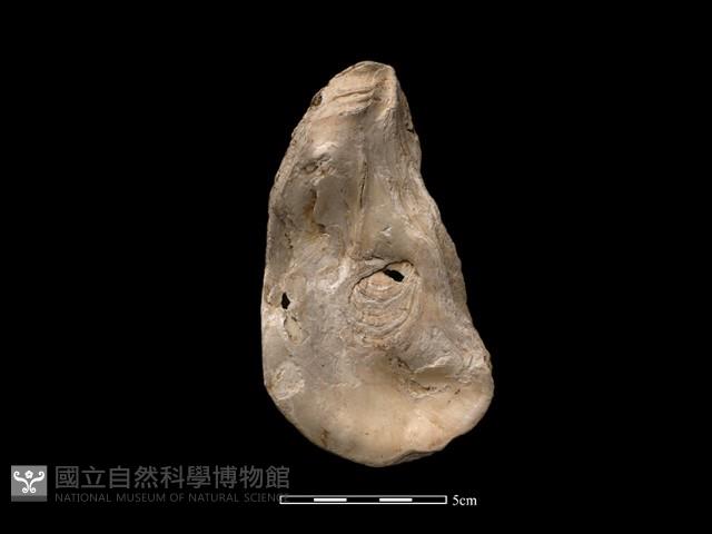 大牡蠣藏品圖，第1張