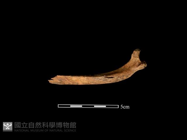豬骨藏品圖，第2張