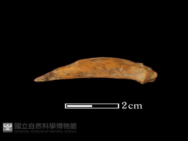 魚骨藏品圖，第2張