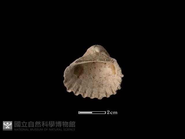 血蚶藏品圖，第2張