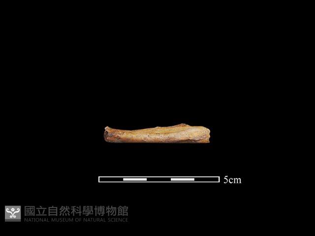 狗獾骨藏品圖，第1張