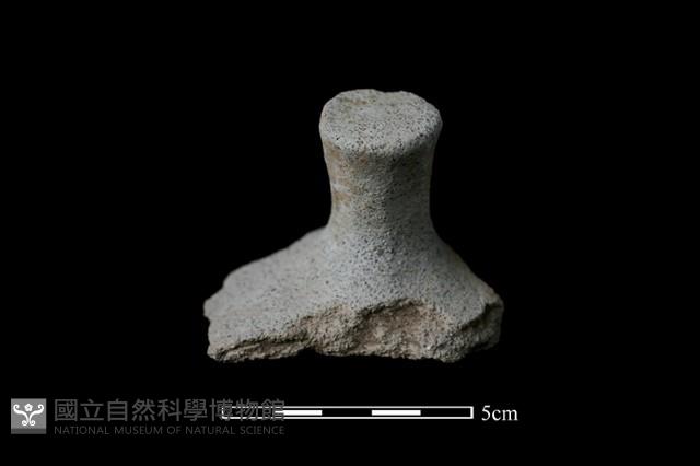 陶蓋鈕藏品圖，第1張