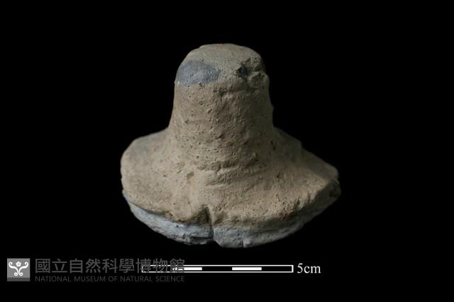 陶蓋鈕藏品圖，第1張