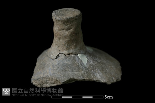 陶蓋鈕藏品圖，第2張